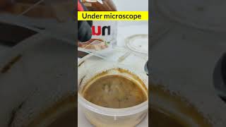 Under microscope viralreelschallenge undermicroscope youtubeviralshorts [upl. by Luwana]