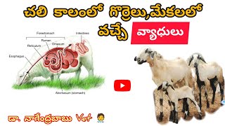 గొర్రెలుమేకలకు వచ్చే వ్యాధులుsheep amp goat disease and treatmentsheep goat sheepdisease disease [upl. by Oremoh]