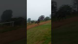 Racehorses on the gallops [upl. by Neyud]