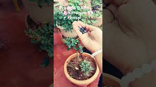 How to use DAP in potted plants dapfertilizer gardenrosefertilizer [upl. by Nilyarg835]