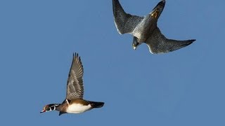 PEREGRINE FALCON STRIKES DUCK MIDAIR [upl. by Edme]