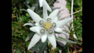 Dort wo das Edelweiss [upl. by Anaerol]