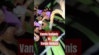 HAMPIR MIRIP VANDA INSIGNIS amp LIMBATA [upl. by Gianina780]