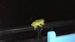 Green tree frog calling loudly [upl. by Ploss]