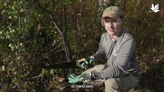 Controlling invasive common buckthorn [upl. by Nauqed]