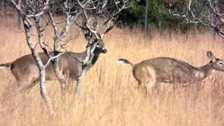 Buck mounting doe [upl. by Eatnoled]