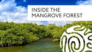 Inside the Mangrove Forest [upl. by Hendricks]