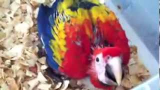 how to handfeed baby Scarlet Macaw [upl. by Elicul]