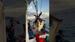 Giant Sea Monsters Caught by Fishermen 🐙🎣GiantSeaCreatures FishingDiscoveries OceanMysteries [upl. by Acissev867]