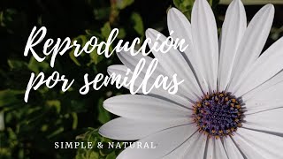 Como reproducir MARGARITAS por semillas🌼🌼 [upl. by Seroka]