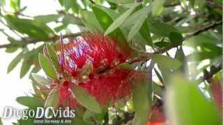 Callistemon citrinus Myrtaceae  Melaleuceae Red bottlebrush flower in Brazil [upl. by Senilec529]