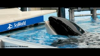 Tilikum is Dead After Spending Three Decades in Captivity [upl. by Anifesoj]