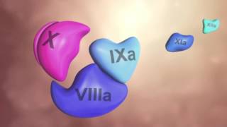 Coagulation Cascade Animation  Physiology of Hemostasis [upl. by Hashimoto]