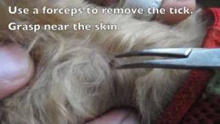 Removing Ticks From Dogs [upl. by Acined621]