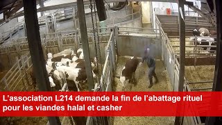 L’association L214 demande la fin de l’abattage rituel pour les viandes halal et casher [upl. by Nimajaneb]