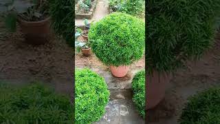 Aralia Plant care shorts  Aralia Plant Propagation  Aralia Plant  Aralia shortvideo [upl. by Morna]