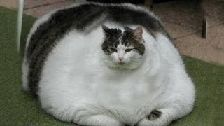 Worlds Fattest Cats GUINNESS WORLD RECORDS [upl. by Dot]