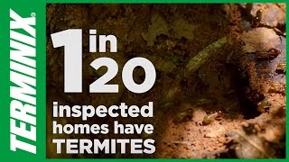 Protect Home From Termites  Termite Facts  Terminix [upl. by Enihpets]