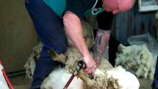 Sheep Shearing at Canberra Floriade 2007 [upl. by Alik]