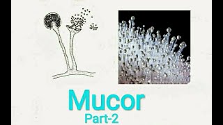 Fungi MucorPart2 [upl. by Geer]