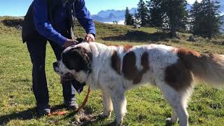 Geführte BarryWanderungen auf der Rigi [upl. by Anrapa]