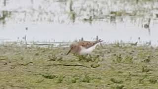 Temmincks Stint Marshside 16524 [upl. by Moreno]