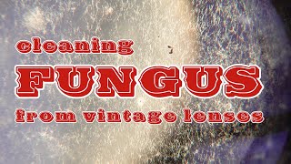 Cleaning FUNGUS from vintage lenses Tools and method [upl. by Catrina]