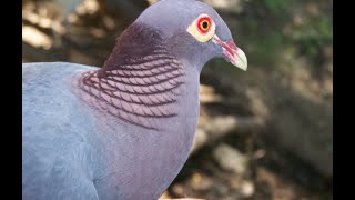 Découvrez le chant unique du pigeon ramier à cou rouge [upl. by Noiramaj]