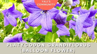 Platycodon grandiflorus Balloon Flower by Yali’s Community a Majestic Long Blooming Perennial [upl. by Sears447]