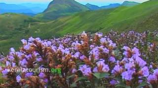 Neelakurinji Munnar Kerala Tourism [upl. by Brunell]