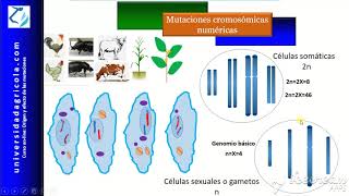 Curso Mutaciones Video10 Mutaciones cromosómicas numéricas [upl. by Moth]