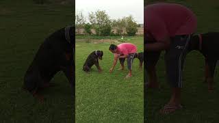 Doberman understands all commands very intelligent🐶 shorts short dogshorts doberman ytshorts [upl. by Anrat]