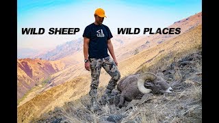 Wild Sheep Wild Places  A Bighorn Sheep Hunt [upl. by Atikcir597]