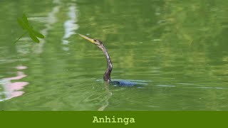 Anhinga [upl. by Annawak]