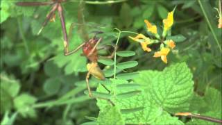 Yellow Sac Spider Cheiracanthium punctorium Loire Valley France [upl. by Eiramaliehs]