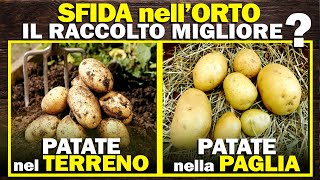 SFIDA nellORTO  Coltivare PATATE nel TERRENO o nella PAGLIA Chi darà il RACCOLTO MIGLIORE [upl. by Linette223]