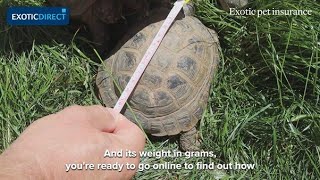 How to hibernate your tortoise [upl. by Ycul658]