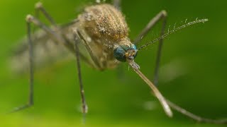 Mosquito Life Cycle  UHD 4K [upl. by Nelyaw767]