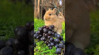 A little rabbit eating grapes🍇🍇 [upl. by Anitaf]