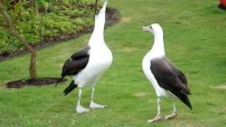 Laysan Albatross Courtship Dance [upl. by Ainahpets63]