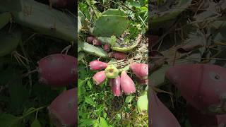 Prickly pears food [upl. by Arahsal]