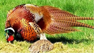 Common Pheasant male courting two of his females in our garden [upl. by Karisa]