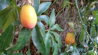 Passiflora caerulea from flower to fruit [upl. by Etteoj]