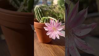 LOOK AT THIS BEAUTIFUL ECHINOPSIS CACTUS FLOWER AMAZING cactus plants nature [upl. by Sommer]