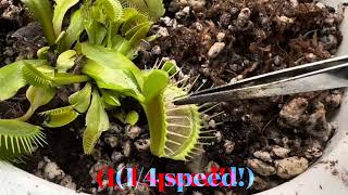 Plant speed comparison Biophytum sensitivum Mimosa pudica Dionaea muscipula Venus fly trap [upl. by Eiresed925]