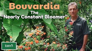 Bouvardia The “Nearly Constant Bloomer” [upl. by Etnuad]