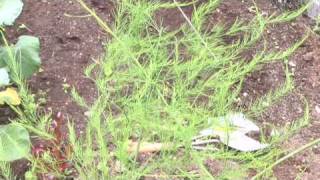 Growing Asparagus [upl. by Annil]