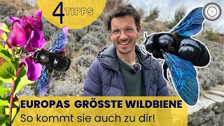 BLAUSCHWARZE HOLZBIENE  🐝 Meine Top Tipps [upl. by Ellainad422]