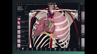 Getting Started with Complete Anatomy [upl. by Wildermuth856]