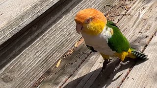 Puffman Caique and Mom Play The Hopping Game [upl. by Maiga]